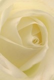 This evocative close-up invites you into the gentle embrace of a creamy-white rose's heart-each petal unfurling in a soft spiral, inviting the senses to imagine their delicate, silk-like touch. There's a subtle luminosity here, reminiscent of sunlight slipping between terraced houses along Endymion Road in Harringay. Quiet shadows play within the folds, heightening the sense of peaceful depth that pervades the scene. The ambiance is tranquil and reflective-a fitting mood for gestures of sympathy, admiration, or a celebration of new chapters. To a florist rooted in Harringay's lively spirit, this rose represents a pinnacle of reverence and artistry. Its understated sweetness finds its way into every arrangement, drawing on community tradition and local expertise. With each bouquet, Harringay Florist ensures not only a beautiful presentation but a heartfelt connection-crafted and delivered with intention, this rose becomes not just a flower, but a message of comfort, hope, and quiet joy for every special moment in Harringay.